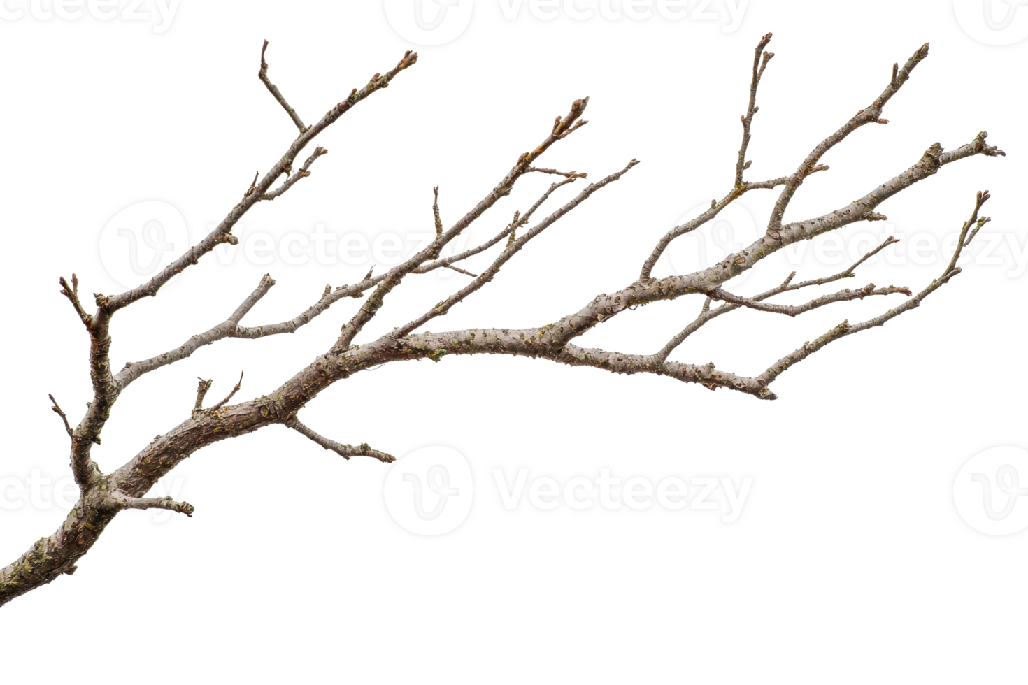 A detailed photograph of a bare tree branch isolated on a transparent background, perfect for nature and seasonal projects. png