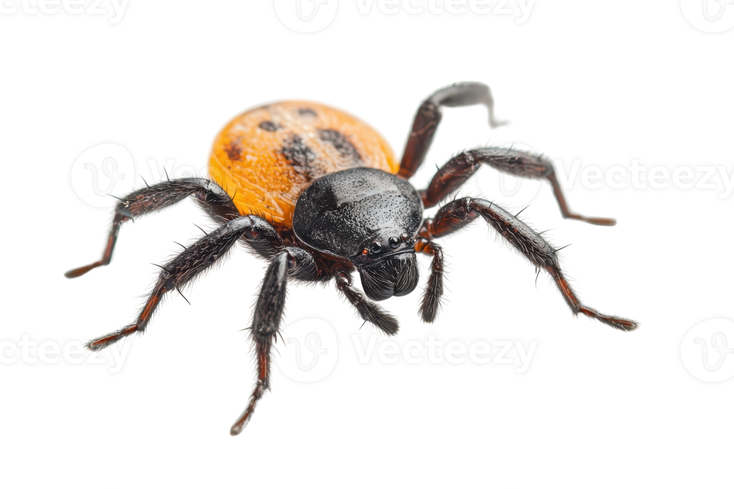 Close-up image of a colorful spider with an orange and black body, isolated on a transparent background. Ideal for educational and biological purposes. png