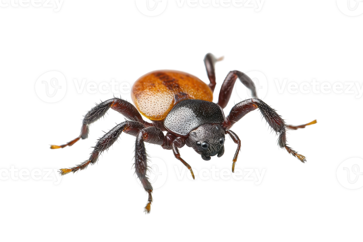Close-up image of a velvet ant, also known as a cow killer. This brightly colored insect is actually a type of wasp with a furry appearance. png