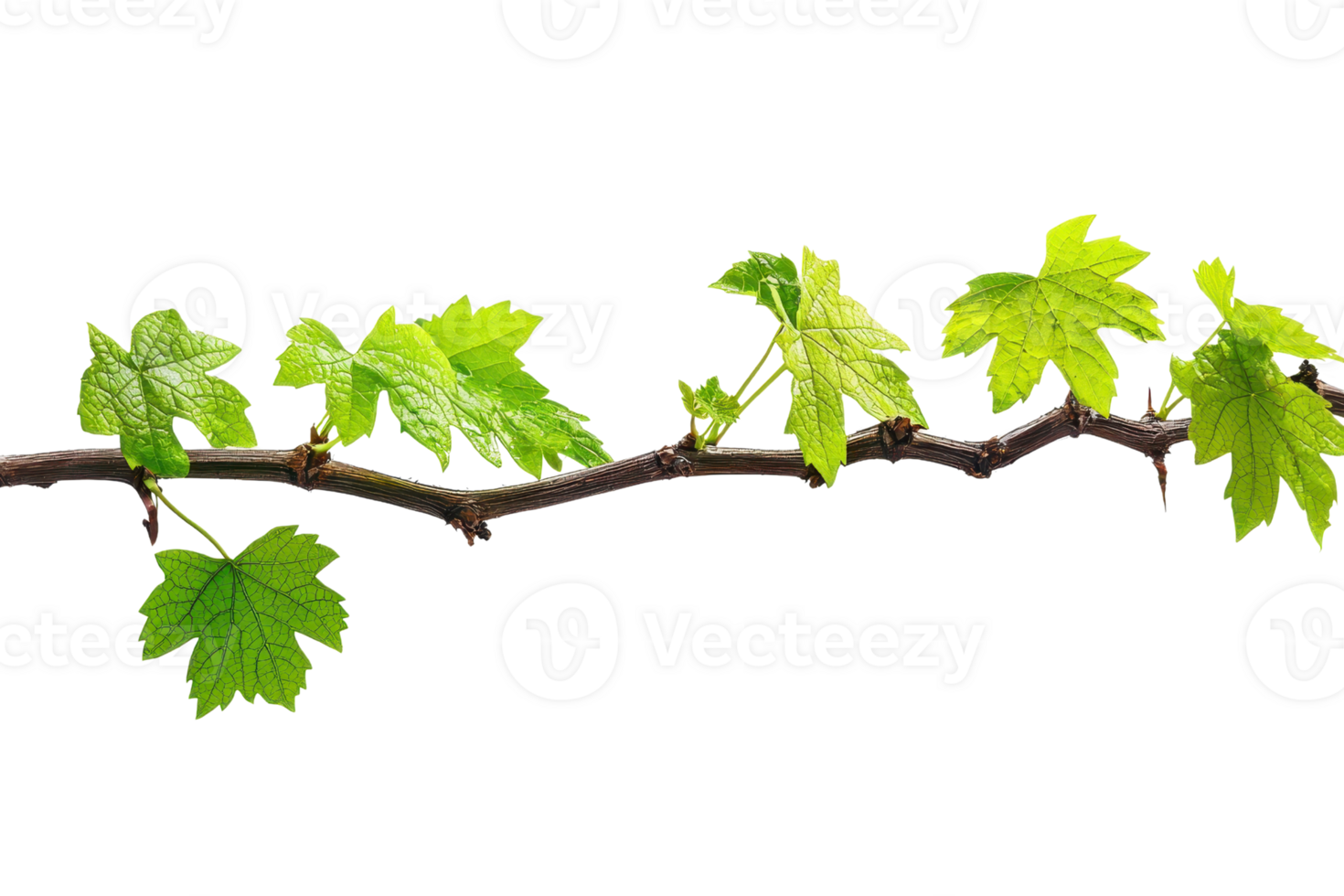 Close-up of a grapevine branch with vibrant green leaves isolated on a transparent background. Natural and botanical theme for design projects. png