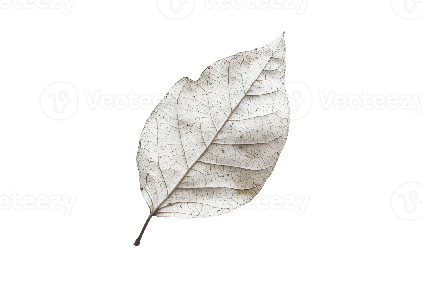 Close-up of a single dried leaf with intricate vein patterns, isolated on a transparent background. Perfect for nature and botanical themes. png