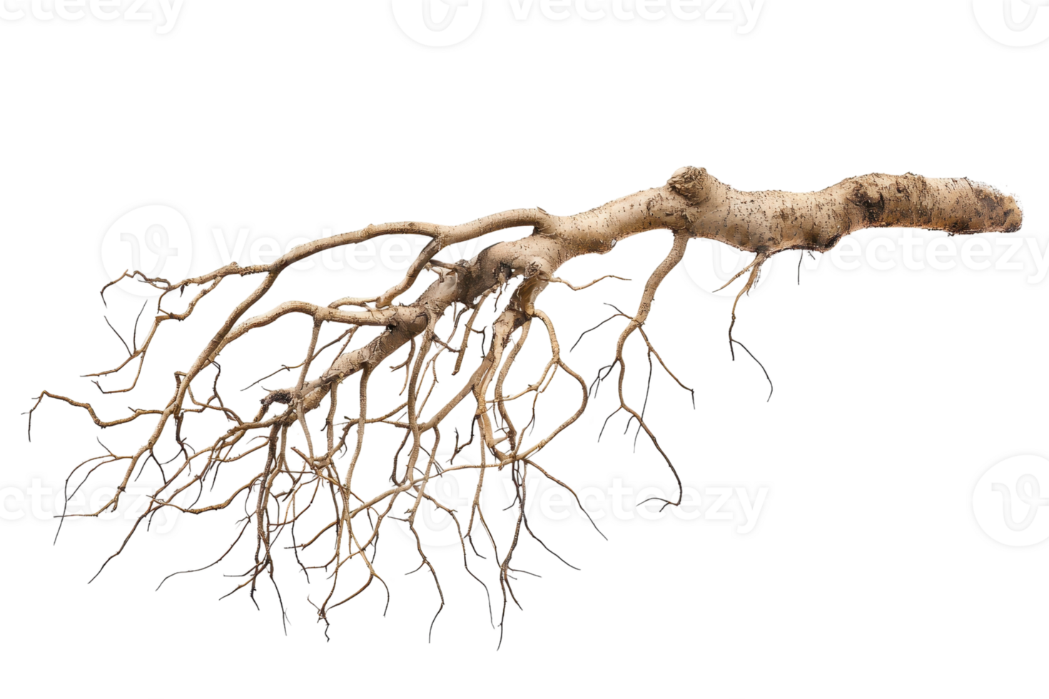 Close-up of intricate root system from a tree, isolated on transparent background. Ideal for nature, biology, and ecosystem concepts. png