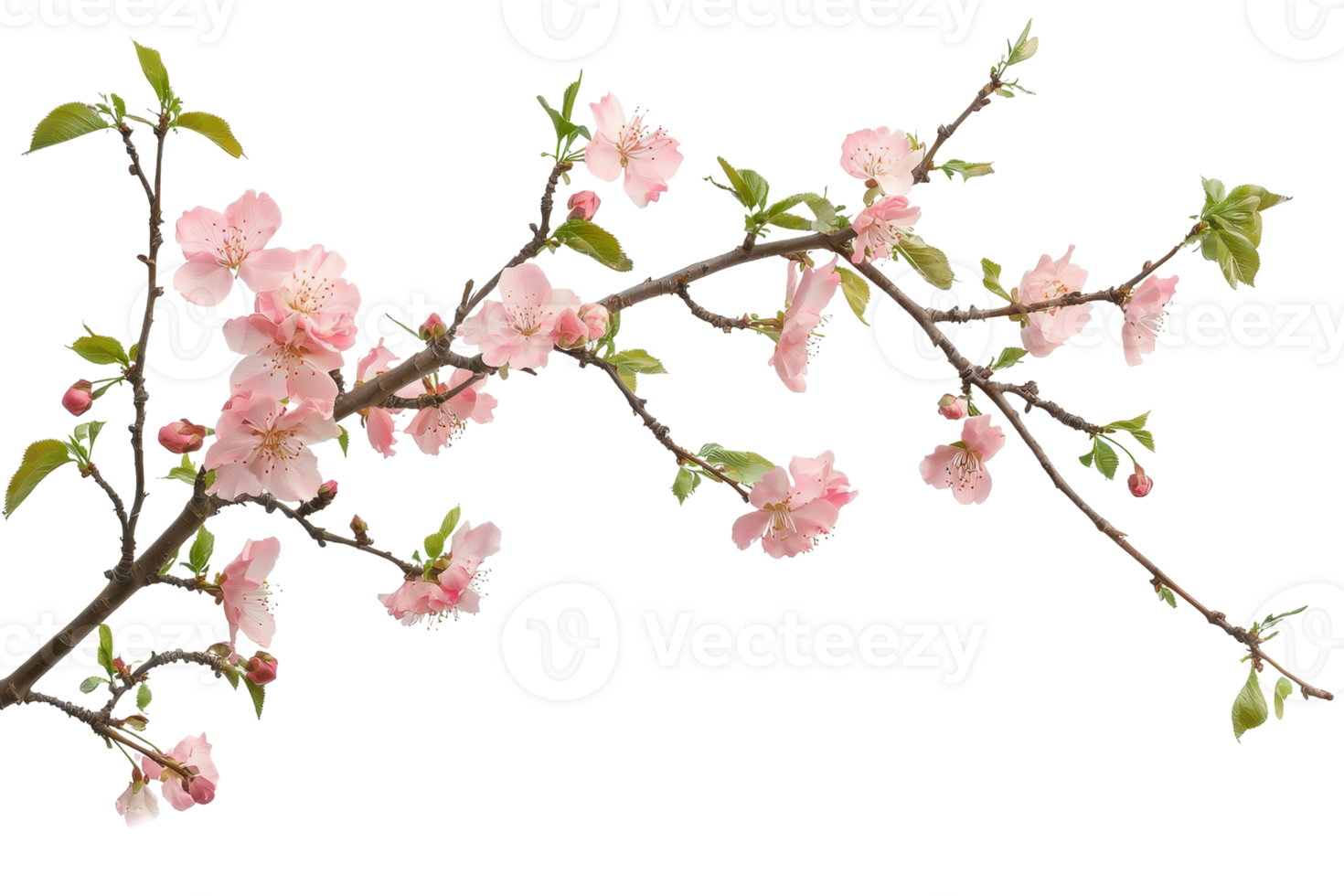 Delicate pink cherry blossoms in full bloom on a branch, showcasing the beauty of spring with vibrant colors and fresh greenery. png