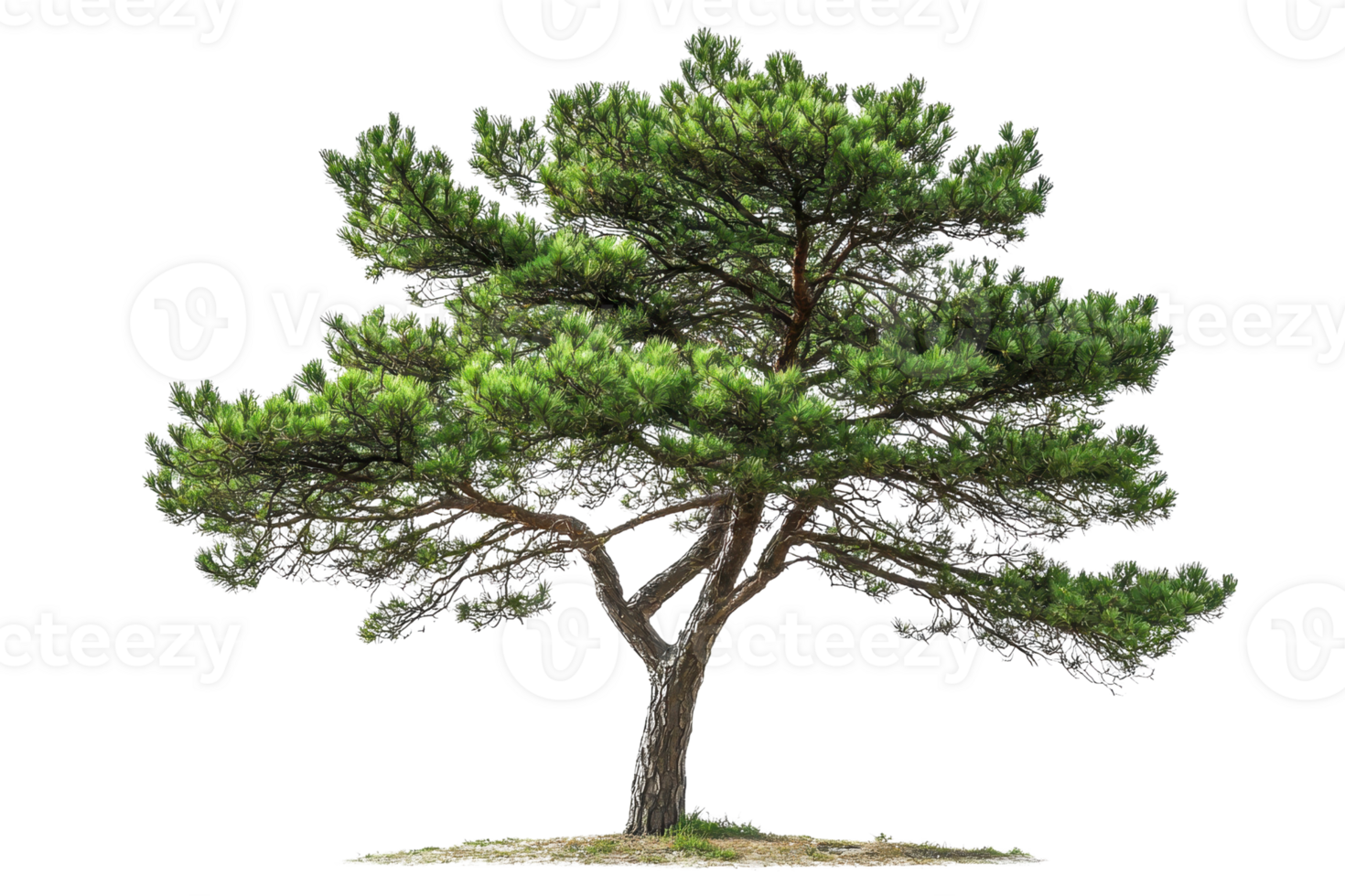 A beautiful solitary pine tree with lush green foliage standing against a transparent background. showcasing its elegant and natural form. png