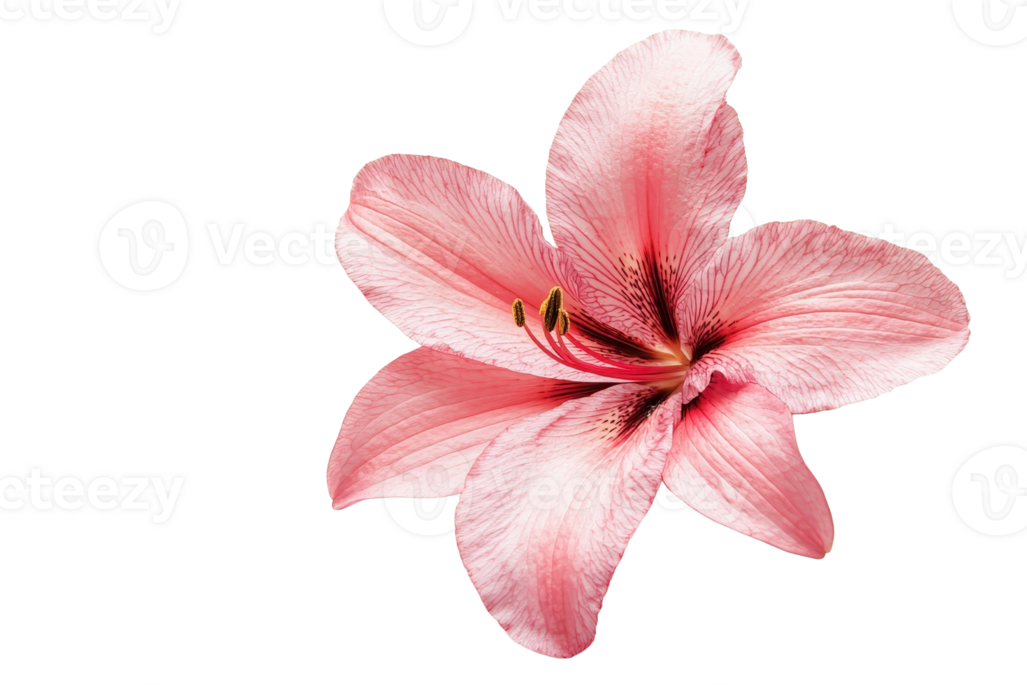 A stunning close-up of a pink lily flower isolated on a transparent background. showcasing delicate petals and intricate details. png