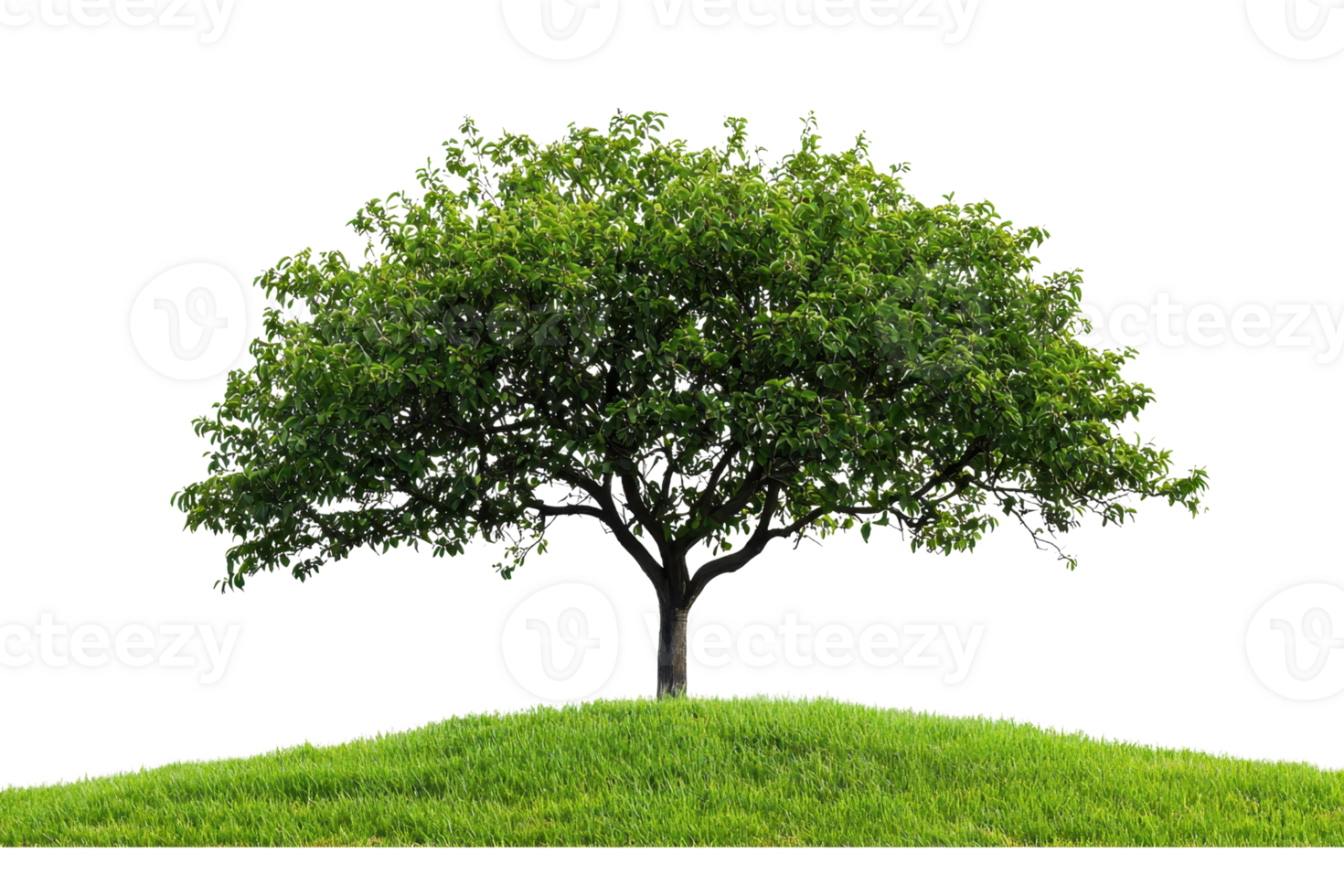 A solitary green tree stands on a small grassy hill, showcasing lush foliage and vibrant greenery, symbolizing nature and tranquility. png