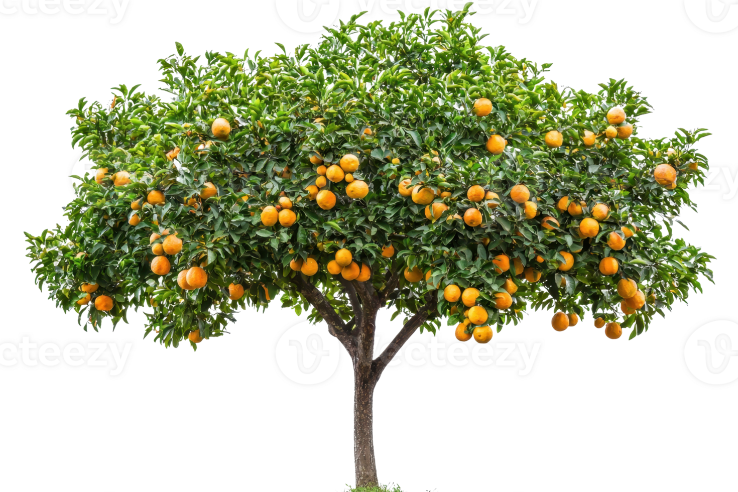 A vibrant orange tree full of ripe fruits against a transparent background. ready for harvest. Perfect for nature, agriculture, and food-related visuals. png