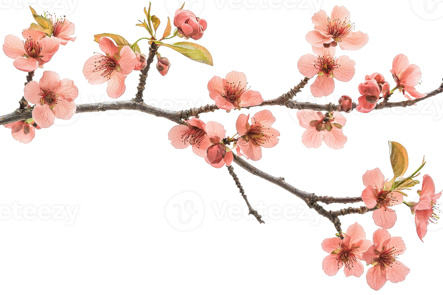 Beautiful cherry blossom branch with delicate pink flowers in bloom, isolated on transparent background. Perfect for spring and nature themed designs. png