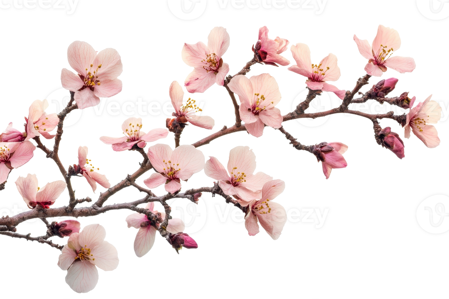 Beautiful branch of pink cherry blossoms against a transparent background. showcasing delicate spring flowers in full bloom. png