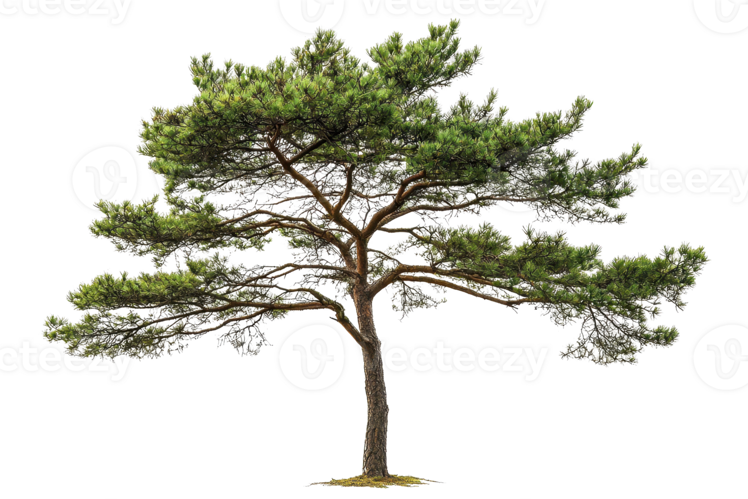 Beautiful isolated pine tree on a transparent background. showcasing lush green needles and natural details, perfect for nature and botanical themes. png