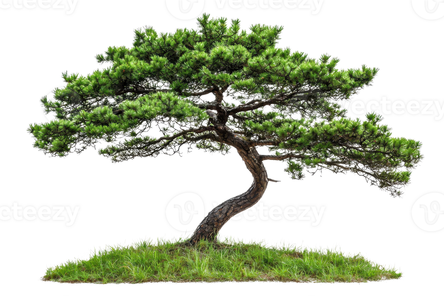 Beautiful isolated pine tree with twisted trunk, vibrant green foliage, and natural serene setting. png