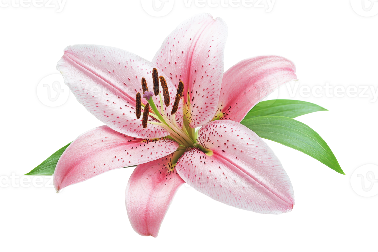 Beautiful pink lily flower with green leaves on a transparent background. High-resolution image perfect for floral designs and nature-themed projects. png