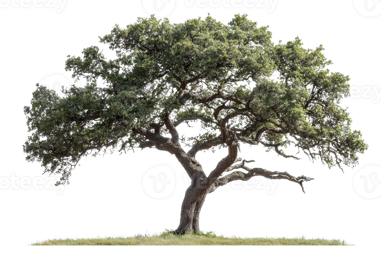 Beautiful wide-spreading tree with lush green foliage isolated on transparent background. perfect for nature and outdoor-themed designs. png