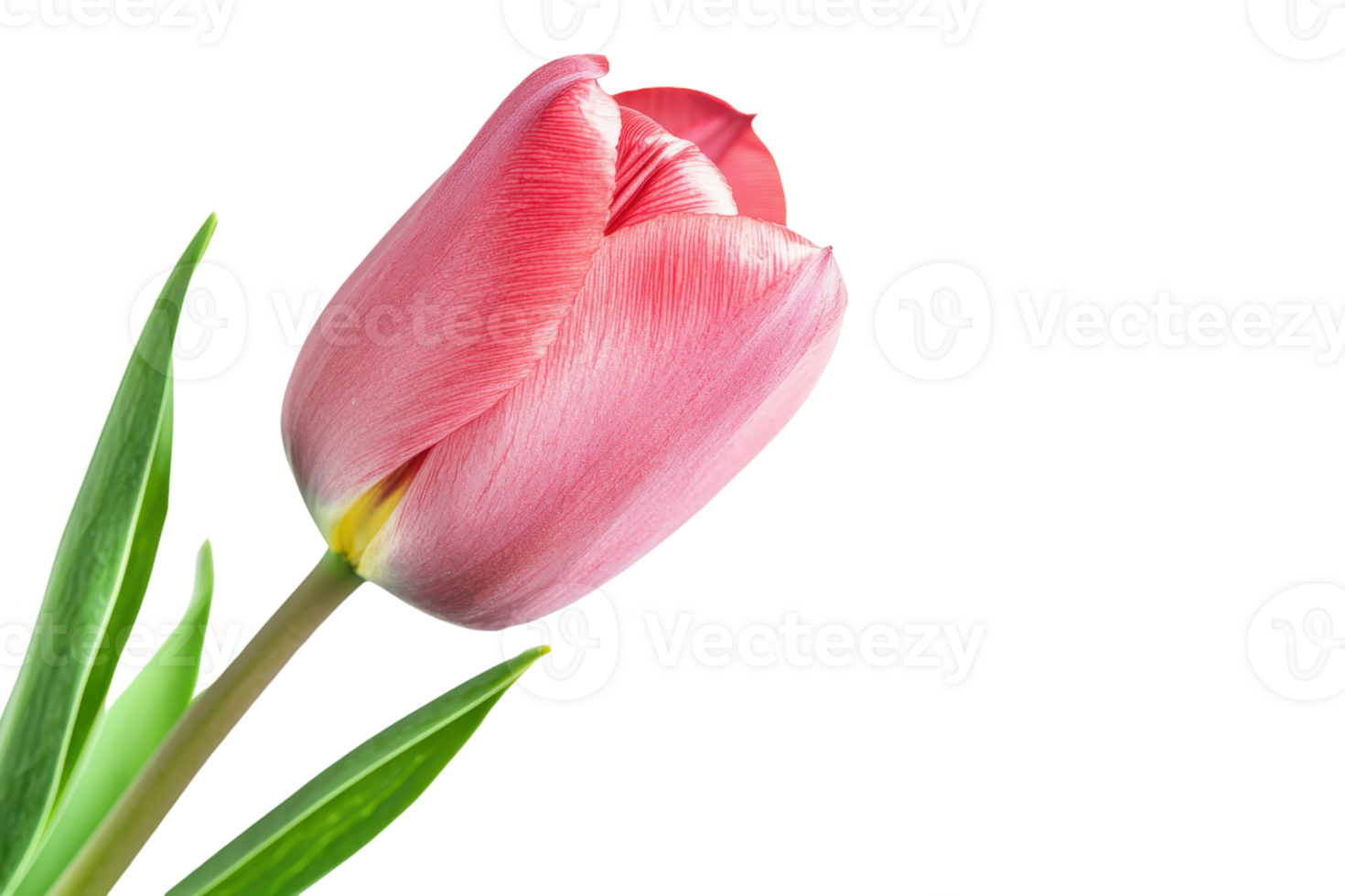 Close-up of a single pink tulip with green leaves on a transparent background. showcasing nature's elegance and bloom. png
