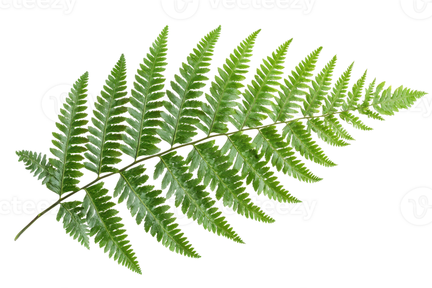 Close-up of a vibrant green fern leaf isolated on a transparent background. showcasing its intricate texture and natural beauty. png