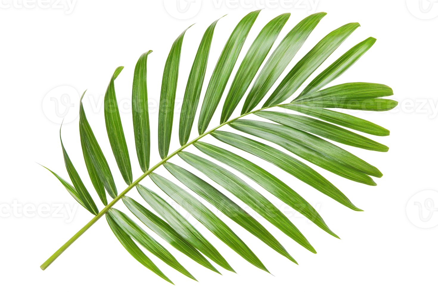 Close-up of a vibrant green palm leaf isolated on a transparent background. Perfect for tropical, botanical, and nature-themed designs. png
