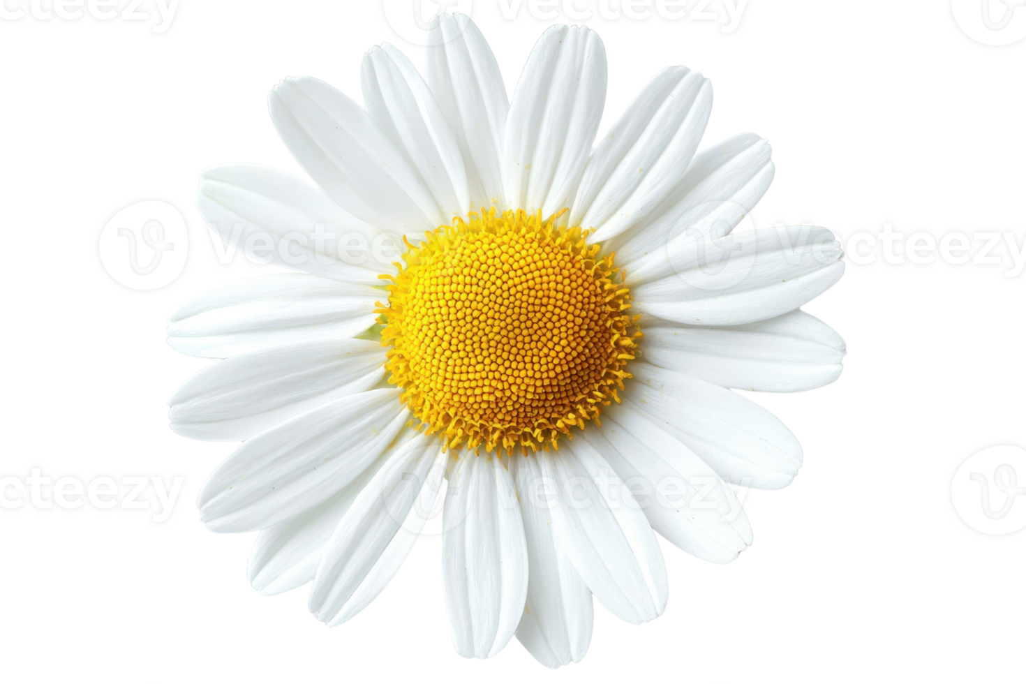 Close-up shot of a beautiful white daisy flower with a vibrant yellow center isolated on a transparent background. Ideal for nature and floral themes. png