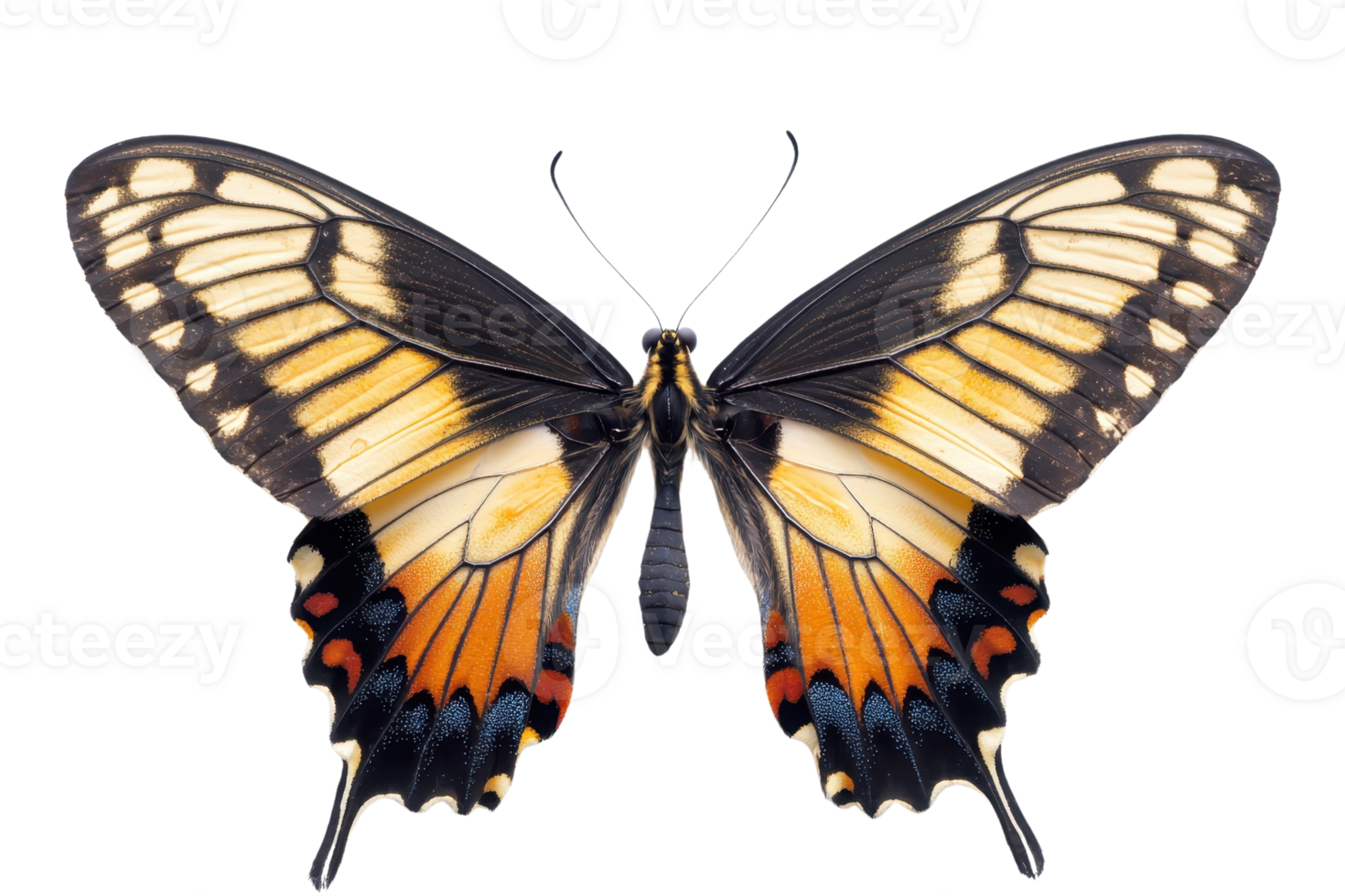 Close-up of a vibrant butterfly with intricate wing patterns, isolated on transparent background. showing colorful details and elegance. png