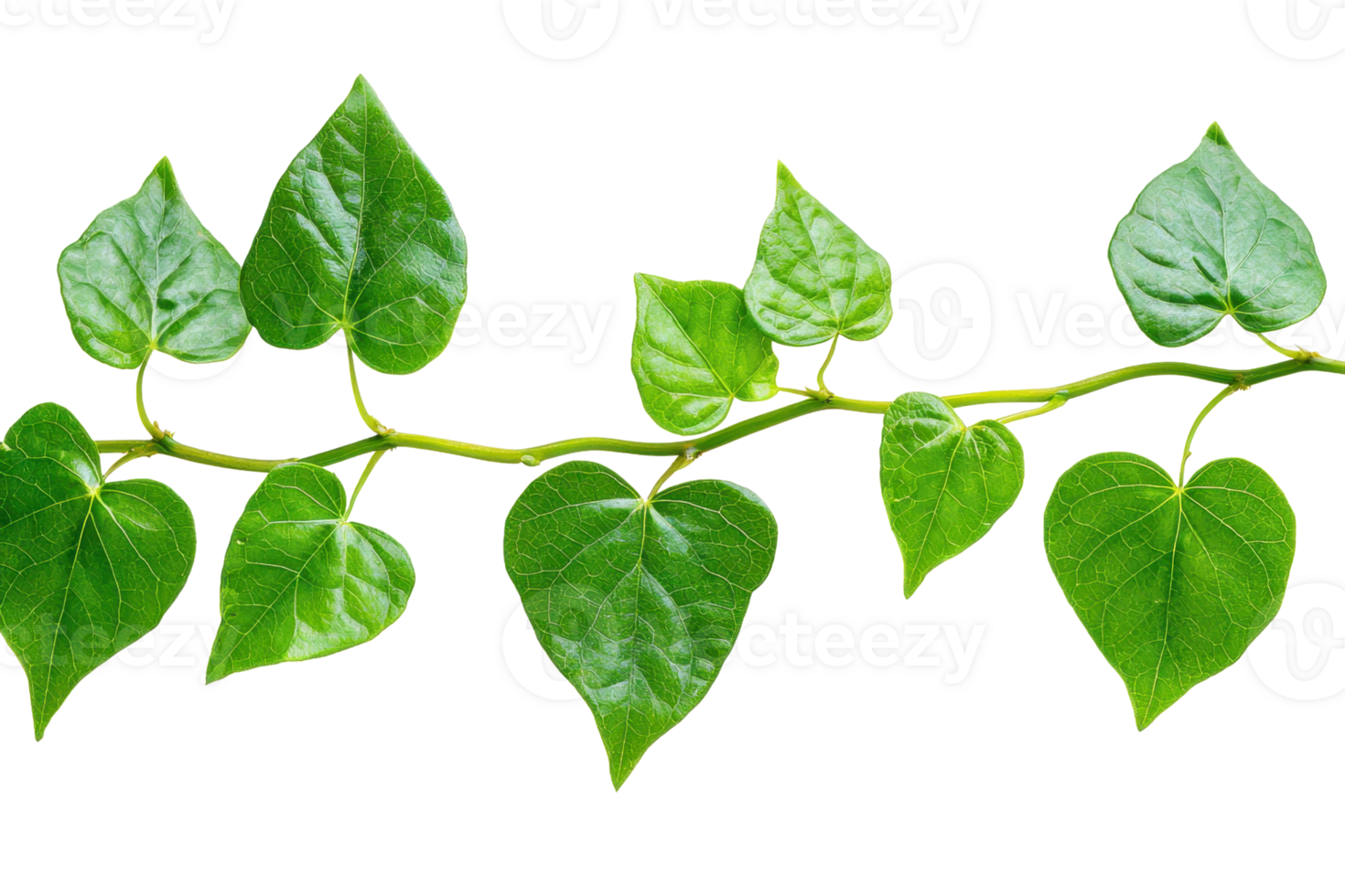 Green ivy vine with heart-shaped leaves isolated on transparent background. perfect for natural and botanical themed projects. png