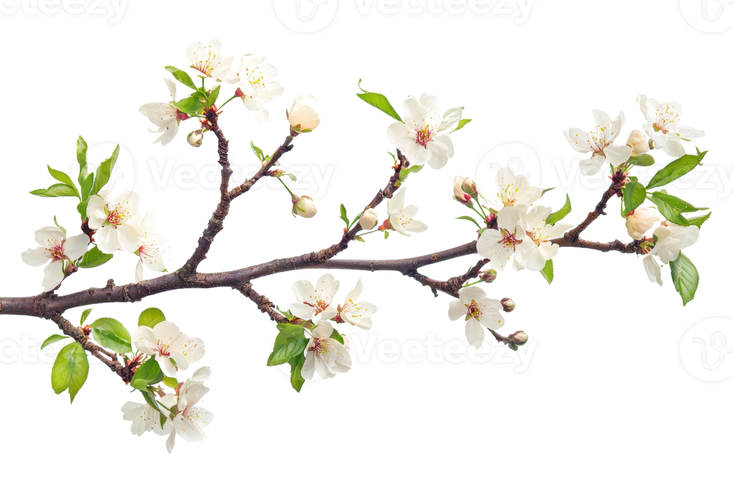 A beautiful cherry blossom branch with delicate white flowers in full bloom, symbolizing spring and renewal. png
