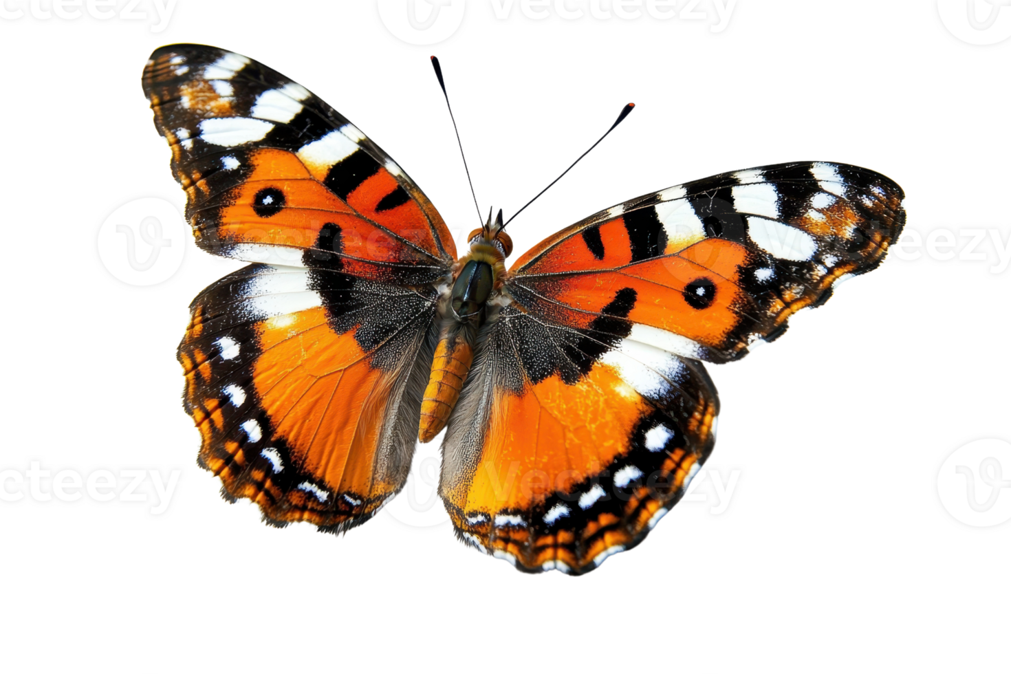 Vibrant orange butterfly with intricate black and white patterns on transparent background. Ideal for nature and wildlife presentations. png