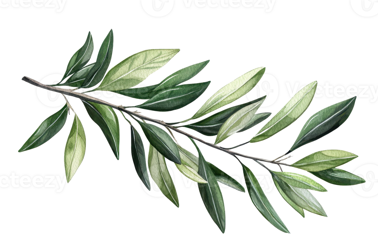 Watercolor illustration of a green olive branch with leaves, perfect for botanical designs, nature themes, and organic products. png