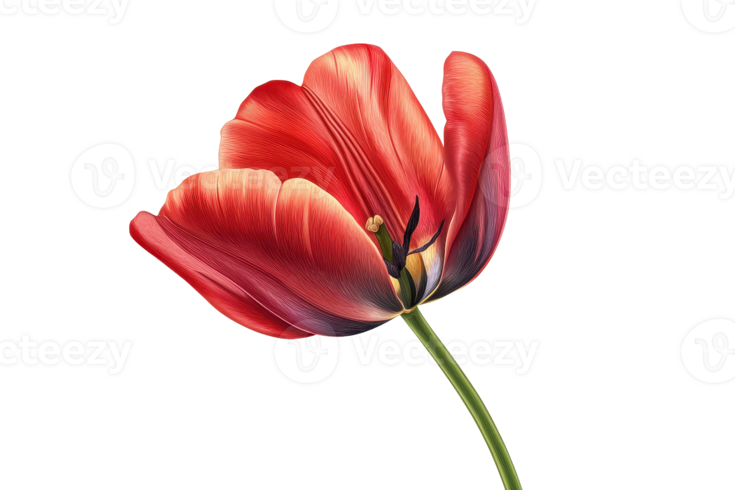 Close-up image of a vibrant red tulip flower isolated on a transparent background. showcasing its delicate petals and natural beauty. png