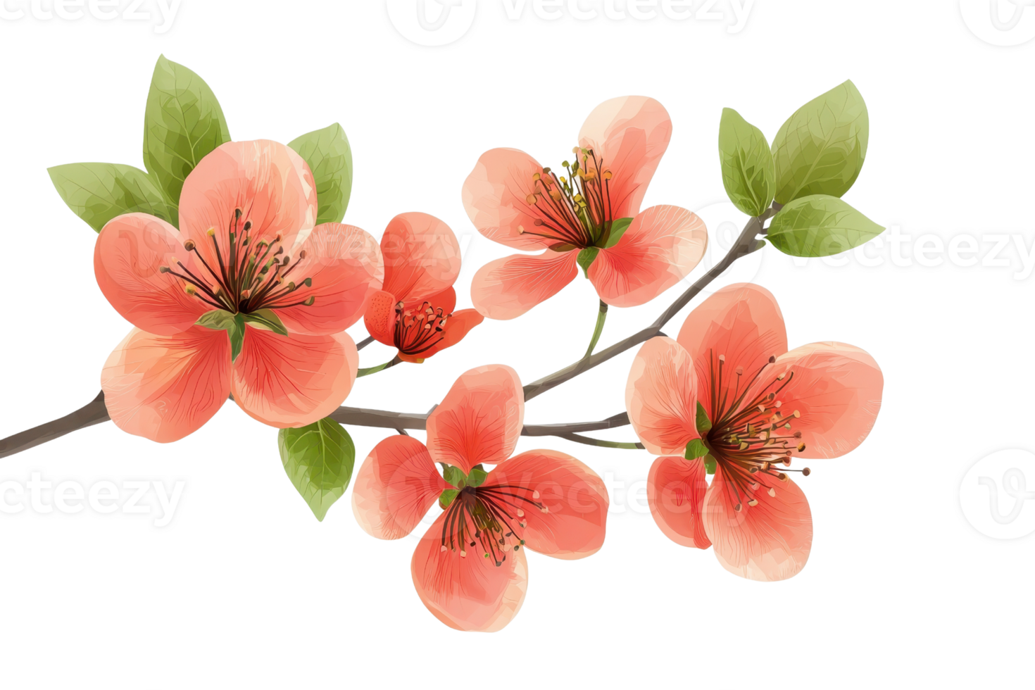 Close-up of a beautiful pink cherry blossom branch with green leaves on a transparent background. perfect for spring-themed designs. png
