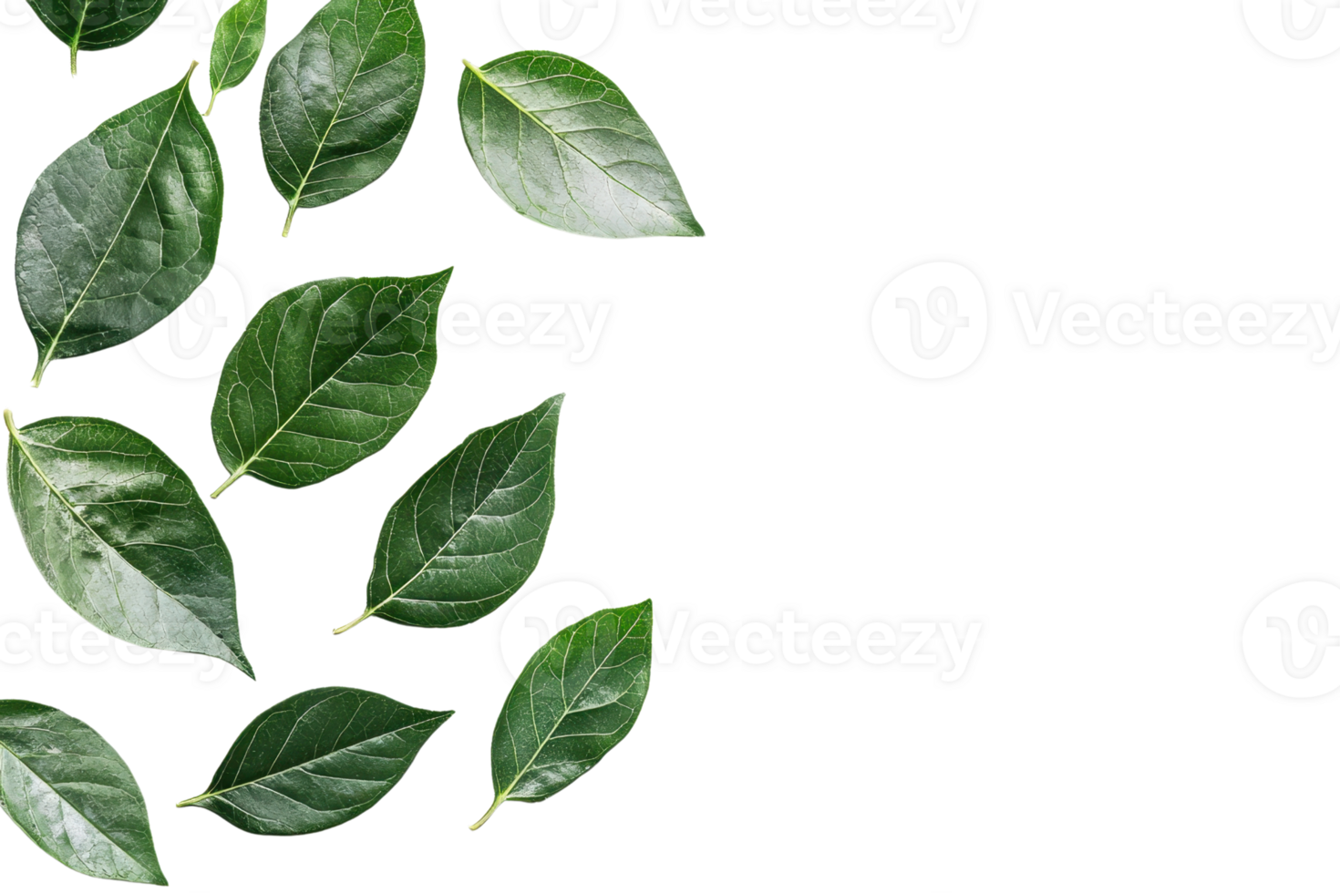 Flat lay of green fresh leaves on transparent background. Perfect for nature, botany or eco-themed designs and backgrounds. png