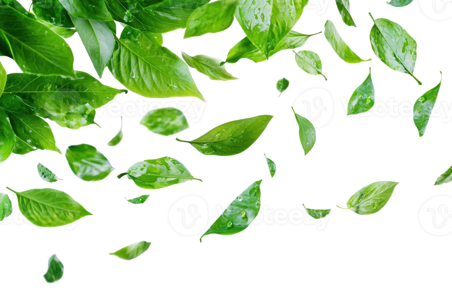 Fresh green leaves scattered on transparent background. Nature concept, leaf pattern, isolated leaves. png