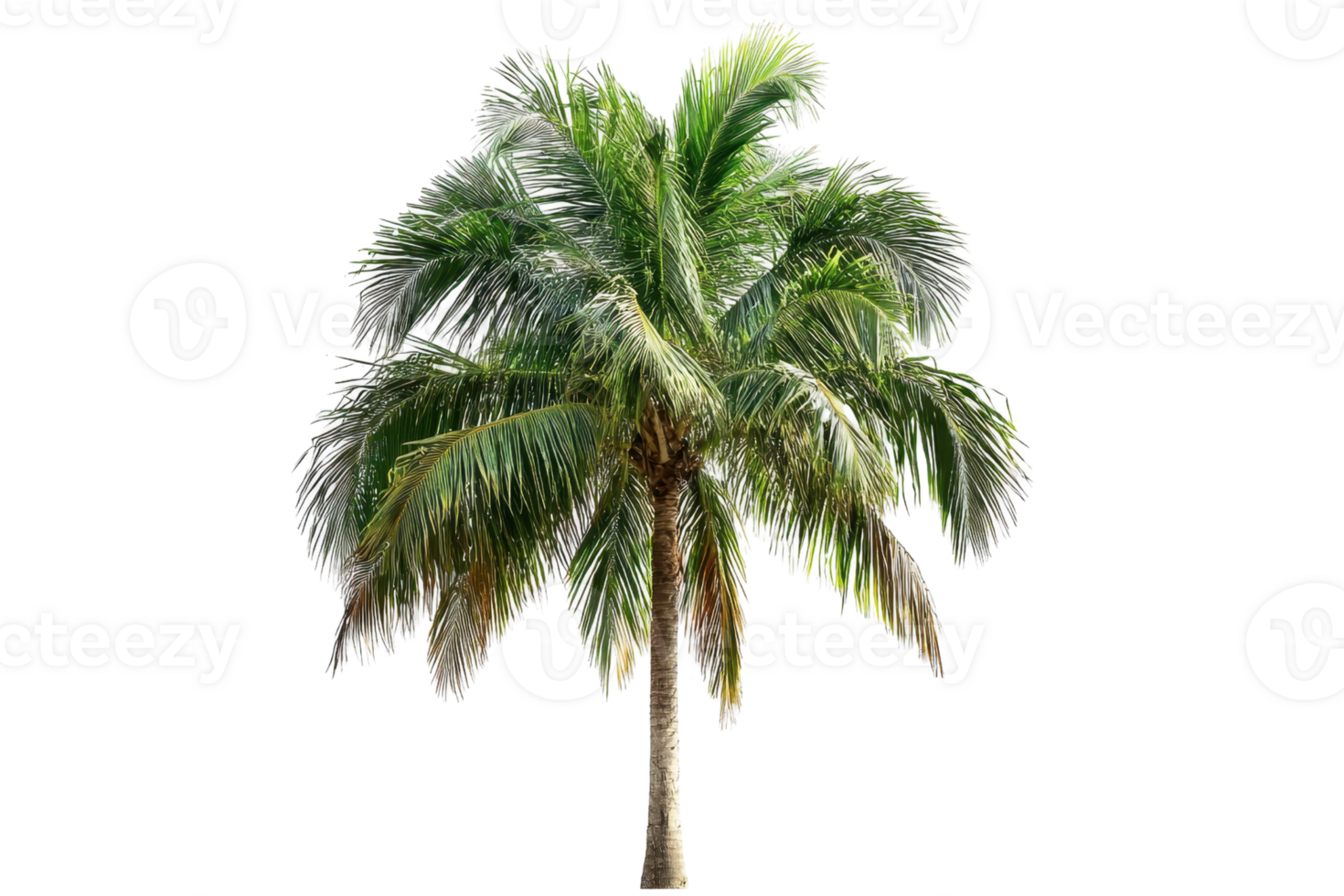 Isolated palm tree on a transparent background. Perfect for tropical themes, designs, and nature-related projects. png