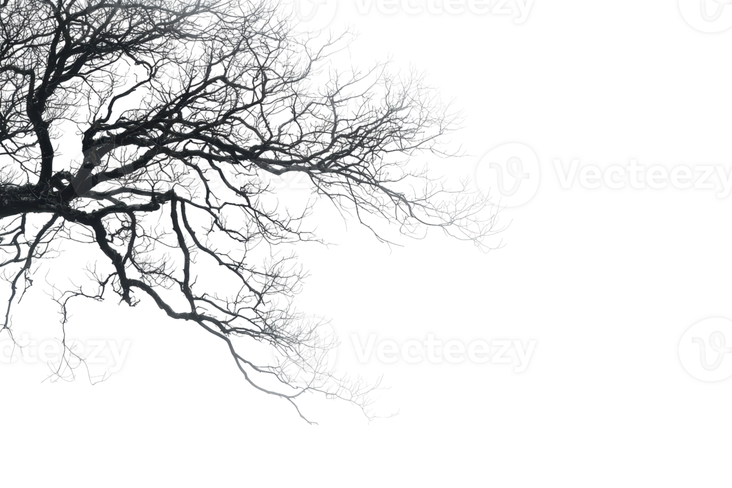 Monochrome silhouette of a tree branch with intricate and delicate details, isolated on a transparent background. png