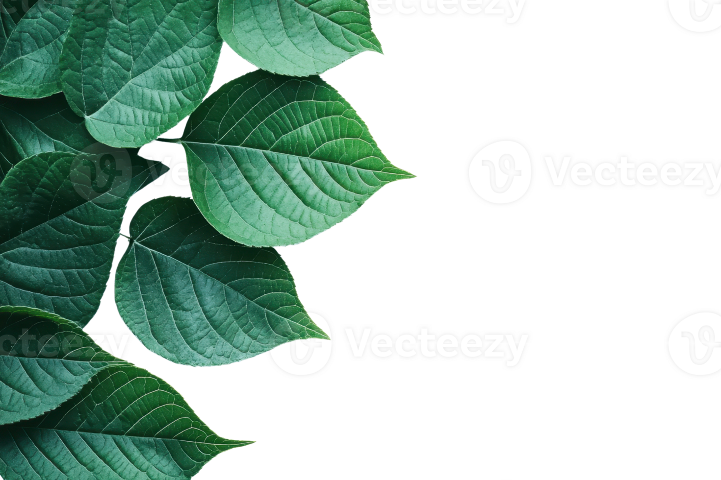 Vibrant green leaves with intricate patterns overlapping against a transparent background. perfect nature and botanical themed image for presentations. png