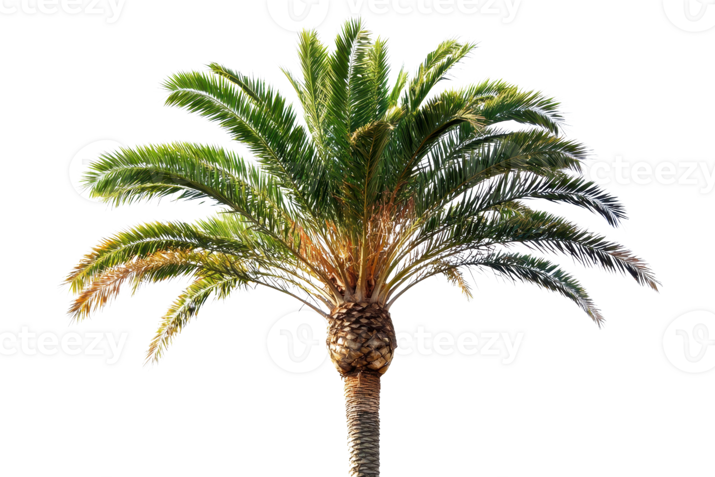 Vibrant green palm tree isolated on transparent background. perfect for tropical themed designs, marketing materials, and travel-related content. png