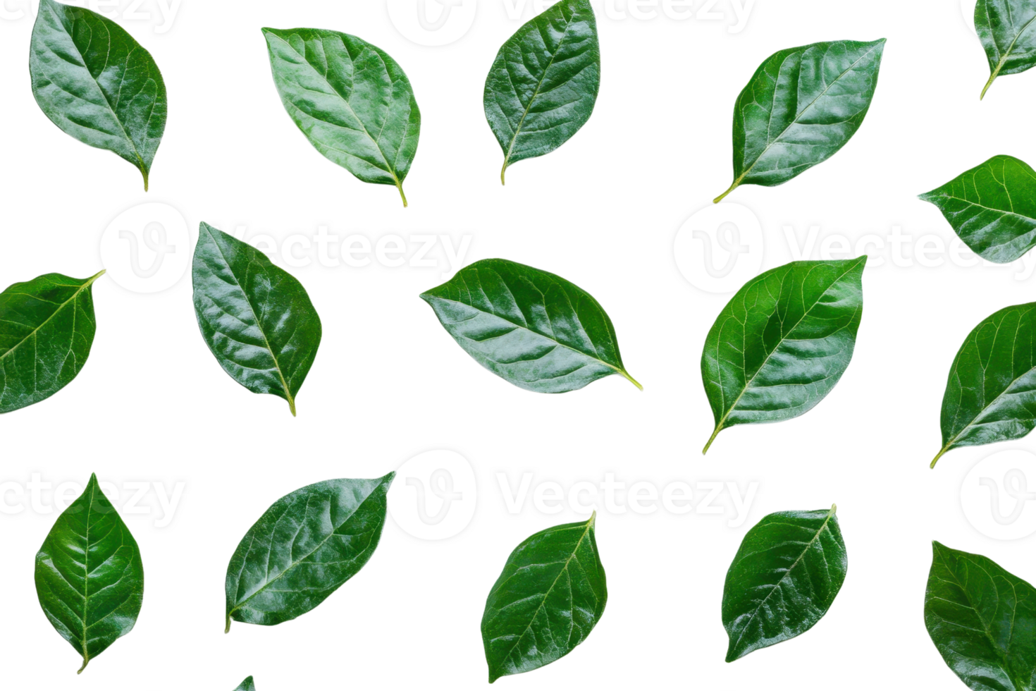 Fresh green leaves pattern on transparent background. Nature foliage texture with glossy surface. Perfect for eco-friendly and organic designs. png