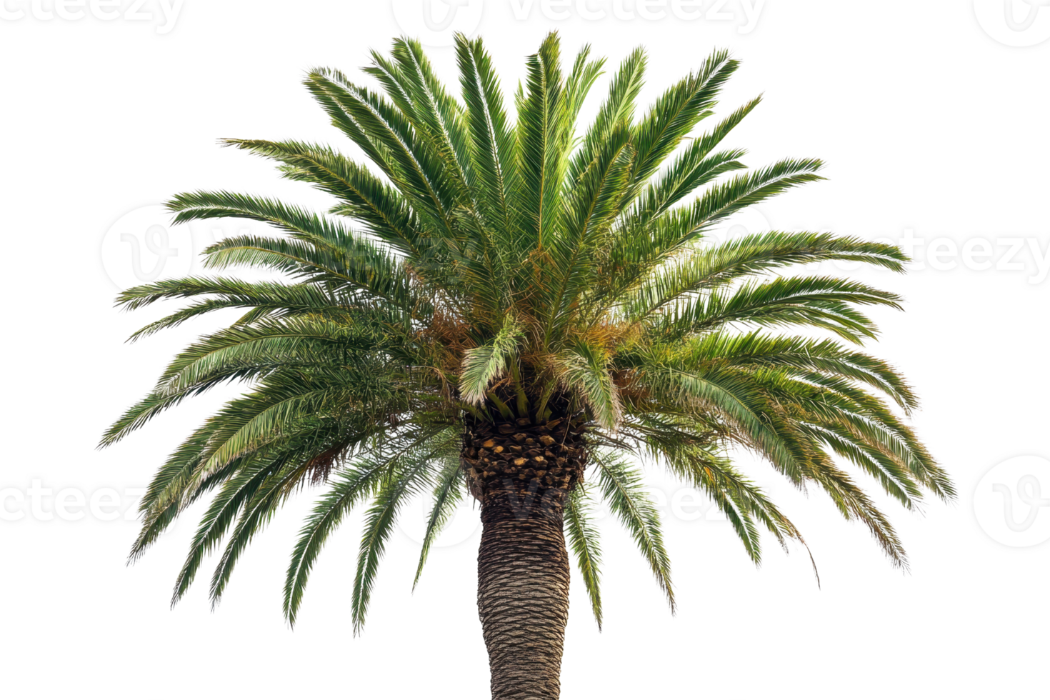 Cropped image of an isolated palm tree with lush green fronds. Perfect for tropical, summer, and beach-themed designs and projects. png