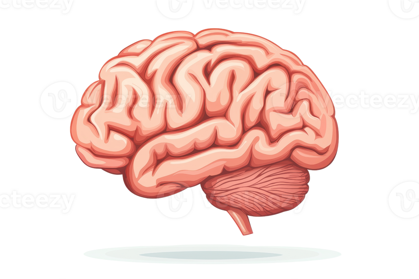 Detailed illustration of a human brain showcasing its structure and anatomy. Perfect for educational and medical purposes. png