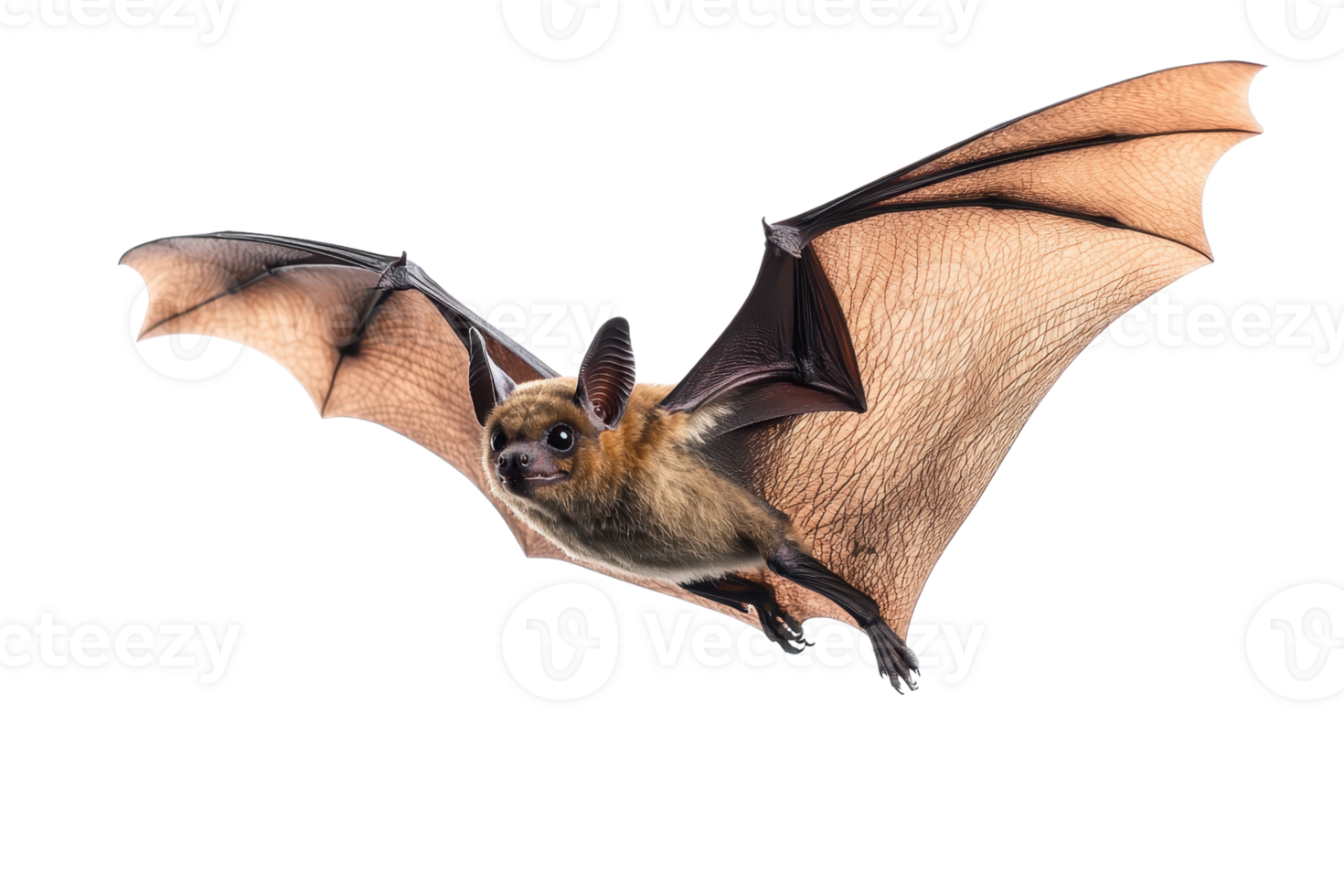 Close-up image of a bat in flight with wings spread wide. Isolated on transparent background. Perfect for nature, wildlife, and nocturnal themes. png
