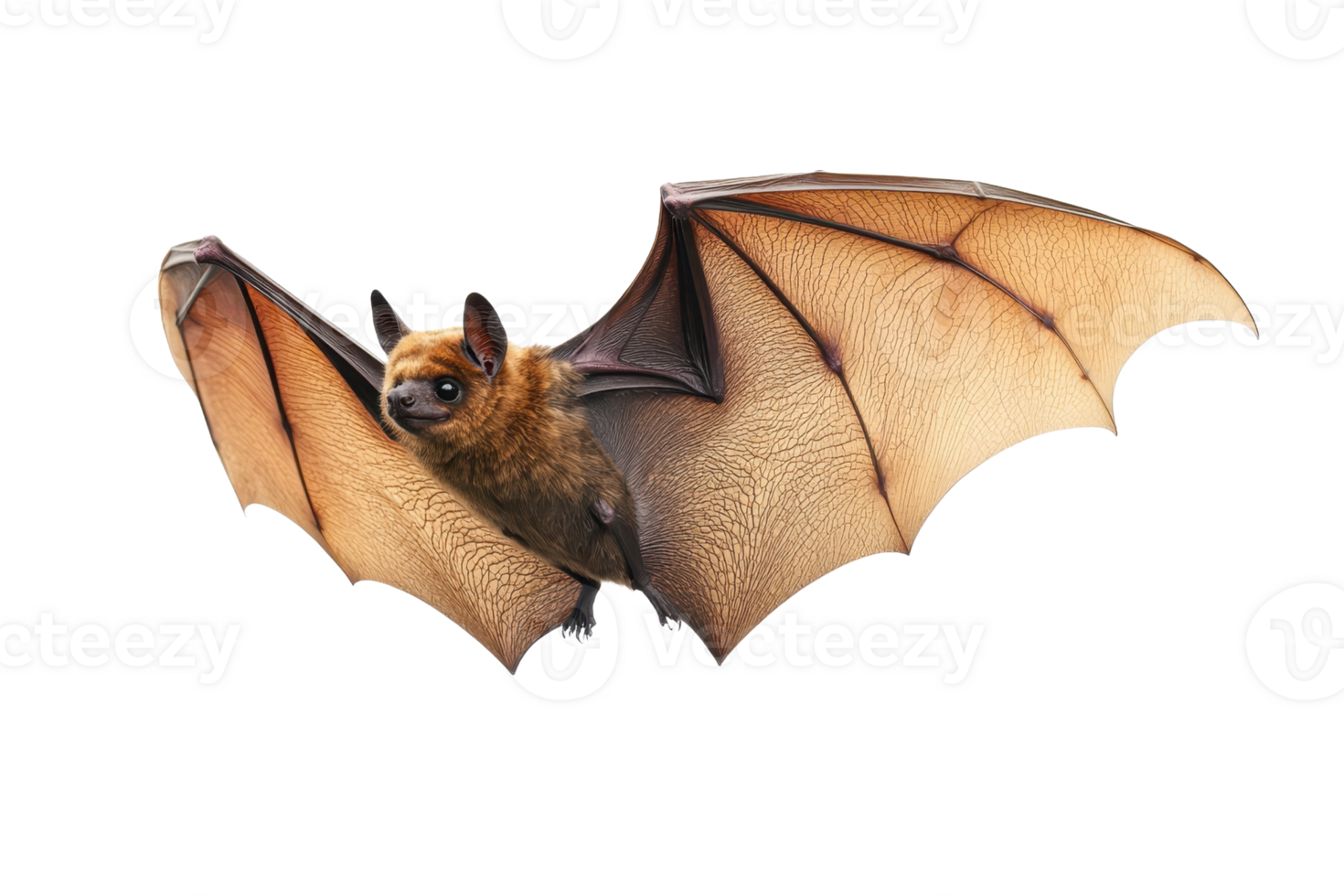 Close-up image of a flying bat with open wings, showcasing intricate details of its wing structure and fur, isolated on a transparent background. png