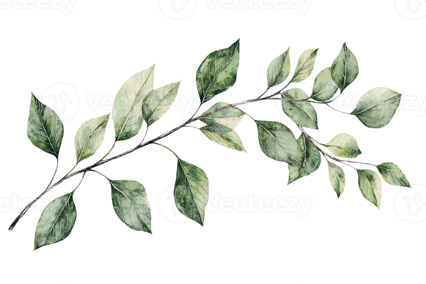 Watercolor illustration of a green leafy branch. Perfect for botanical designs, nature themes, and creative projects. png