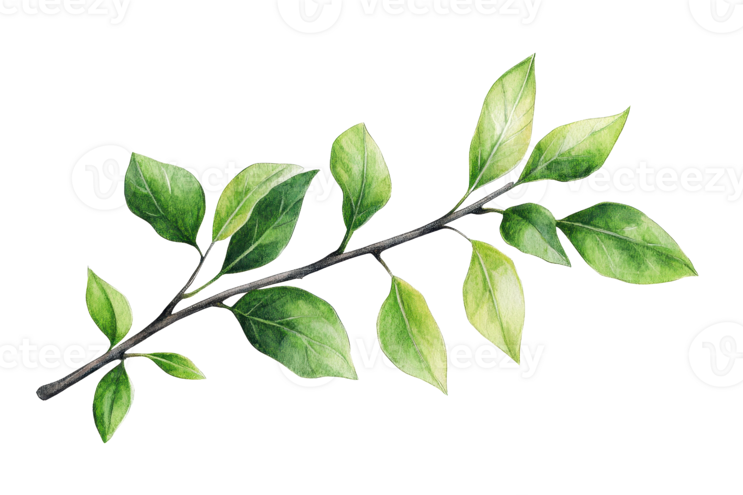Realistic illustration of a green leafy branch with detailed leaves on a transparent background. perfect for nature and botanical designs. png