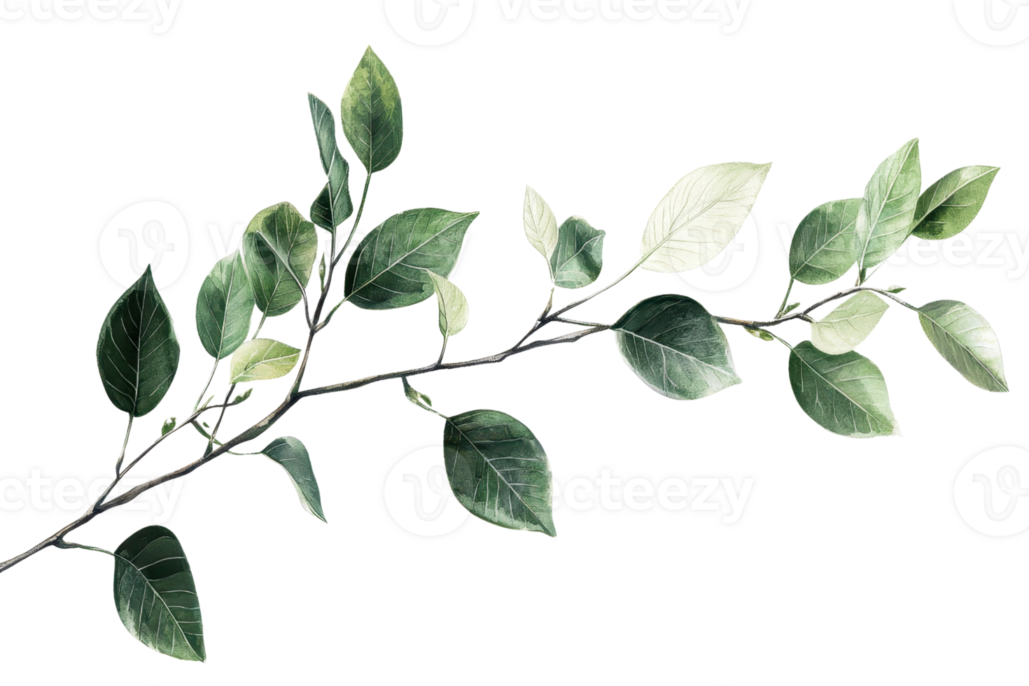 High-quality image of a green leafy branch with realistic details and vibrant foliage, perfect for nature-themed designs and illustrations. png