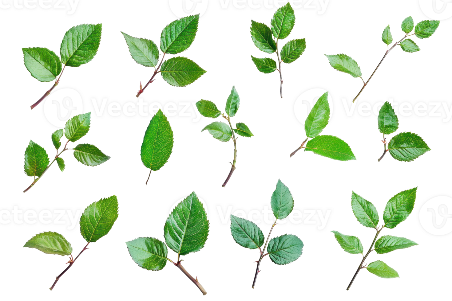 Collection of green leaves isolated on a transparent background. perfect for botanical and natural-themed designs, projects, and illustrations. png