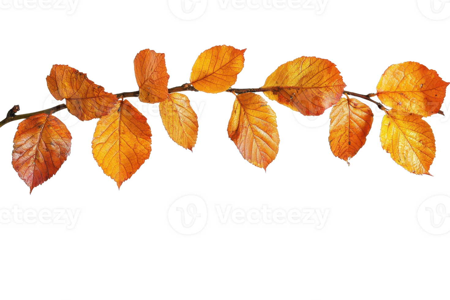 Close-up of a branch with vibrant orange autumn leaves isolated on a transparent background. showcasing the beauty of fall foliage. png