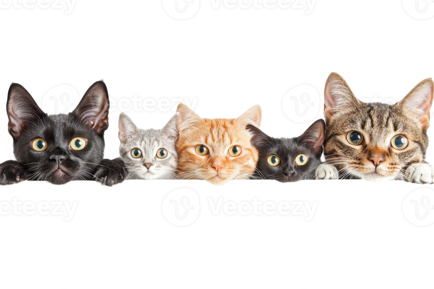 Adorable group of cats of various breeds and colors peeking over a white border, showcasing their curious and captivating expressions. png