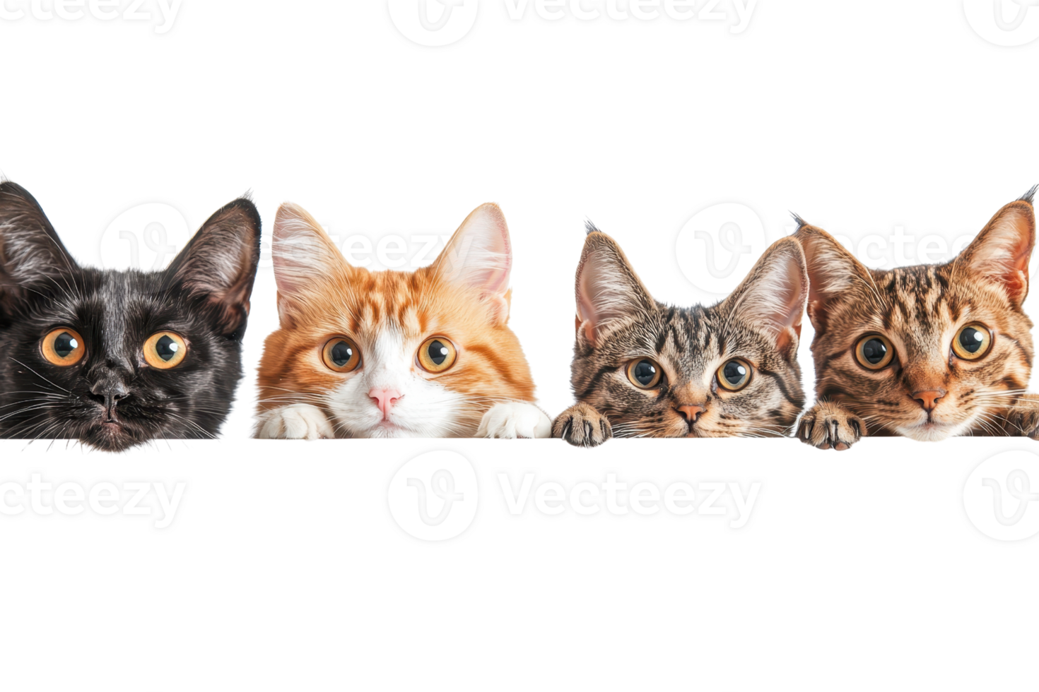 Adorable row of cats peering curiously, isolated on transparent background. Perfect for pet-themed designs and advertising. png