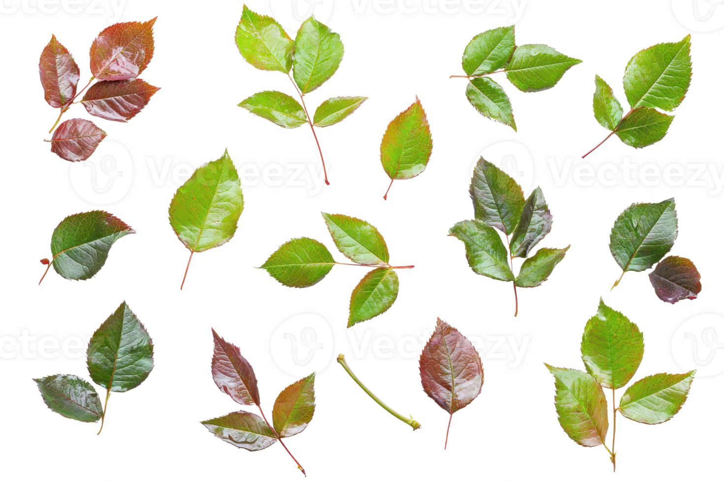 Assorted green and brown leaves scattered on a transparent background. ideal for botanical projects and natural designs. png