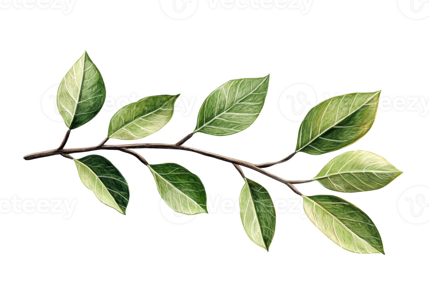 A detailed, high-resolution image of a green branch with lush leaves. Perfect for nature-themed designs and projects. png