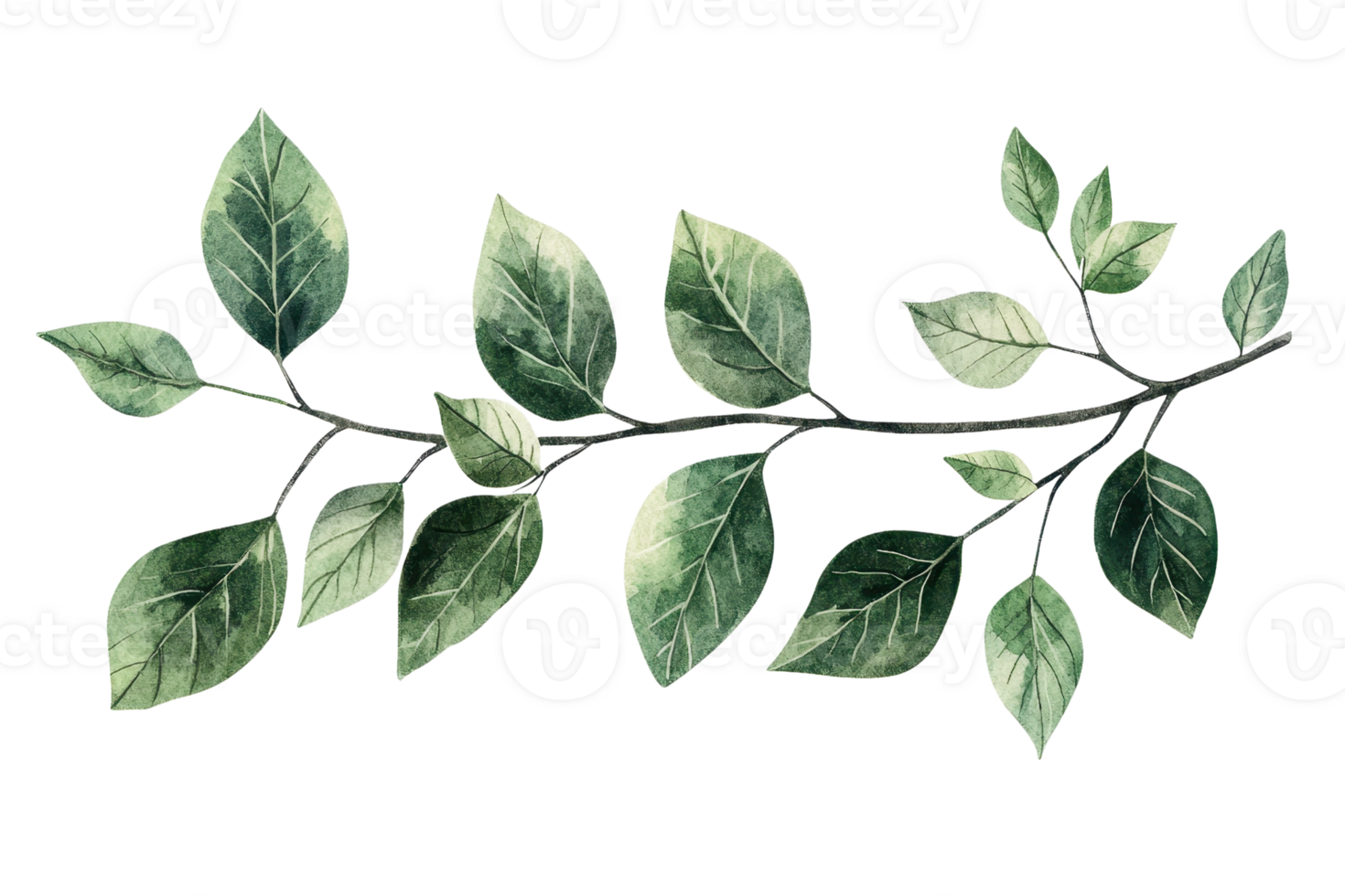 A watercolor painting of a green leafy branch with multiple leaves, ideal for nature-themed designs and botanical illustrations. png