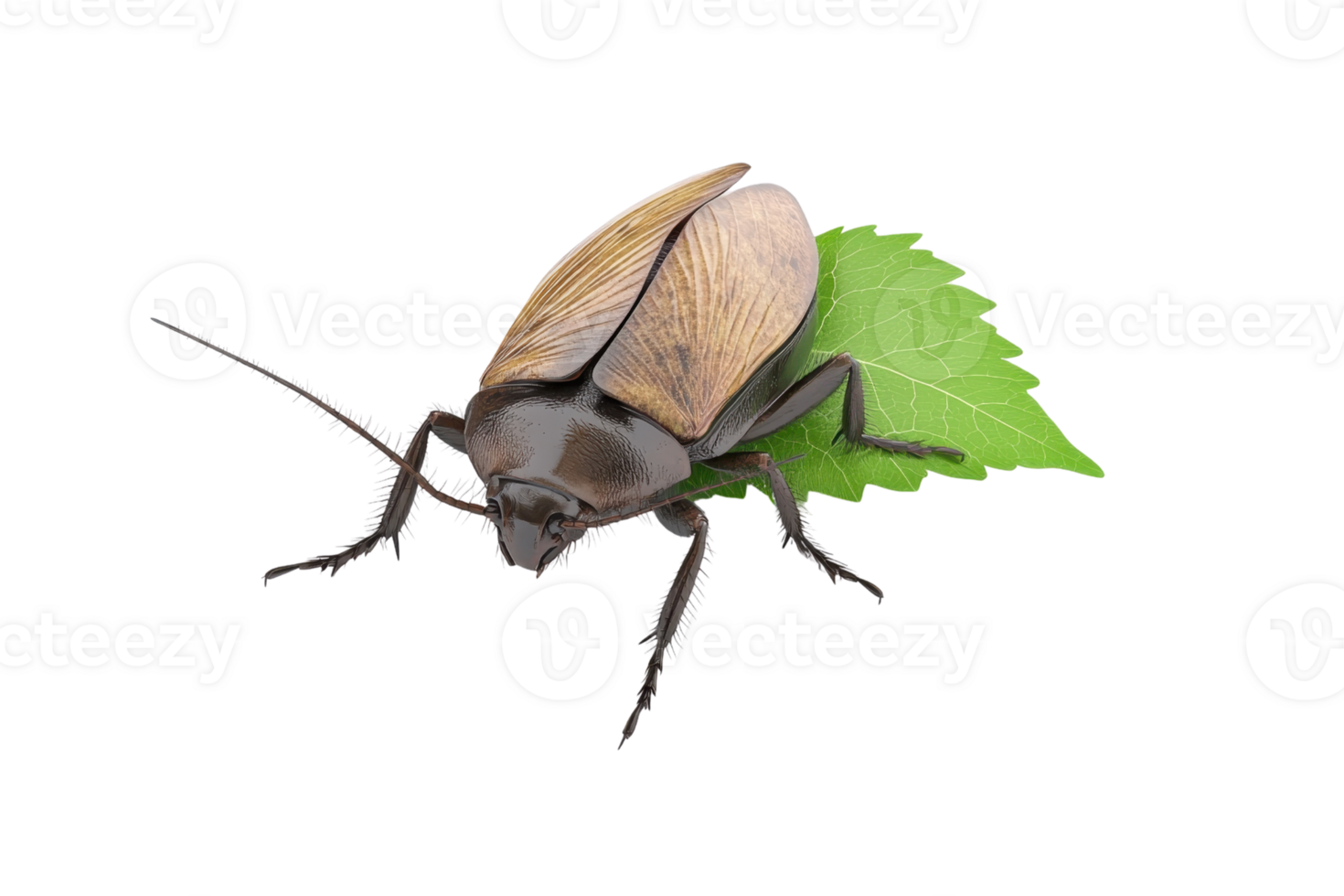 Close-up of a brown beetle perched on a green leaf, showcasing its detailed exoskeleton and natural habitat. png